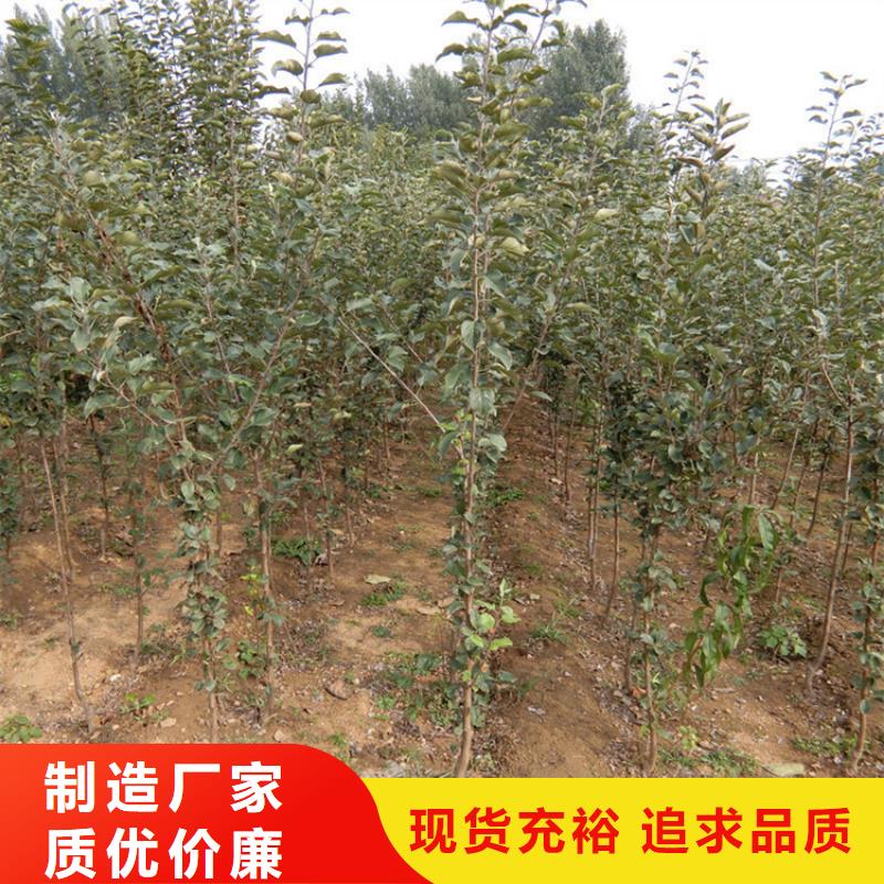 苹果_苹果苗拥有多家成功案例
