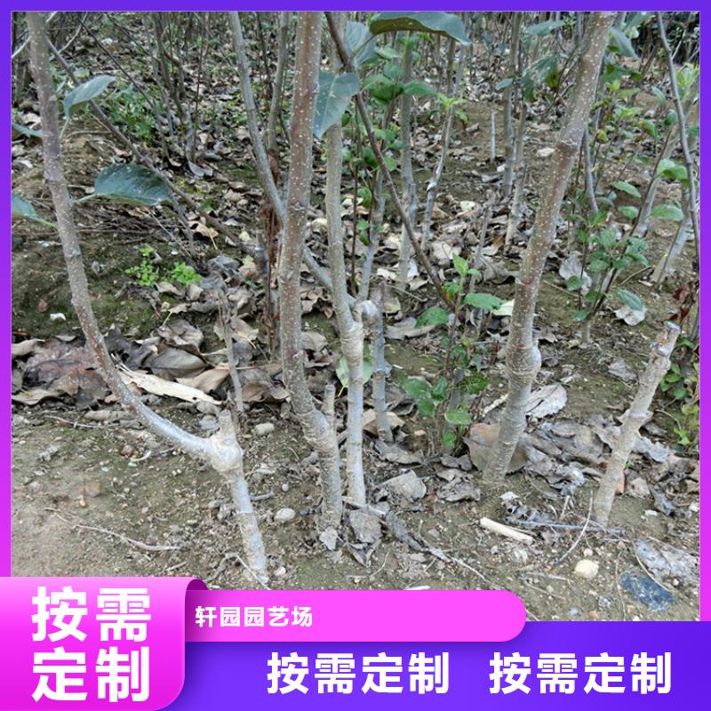苹果_苹果苗拥有多家成功案例