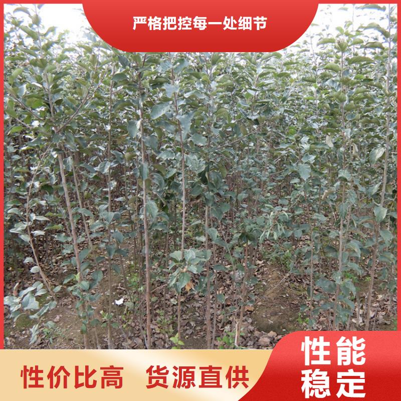 苹果_苹果苗拥有多家成功案例