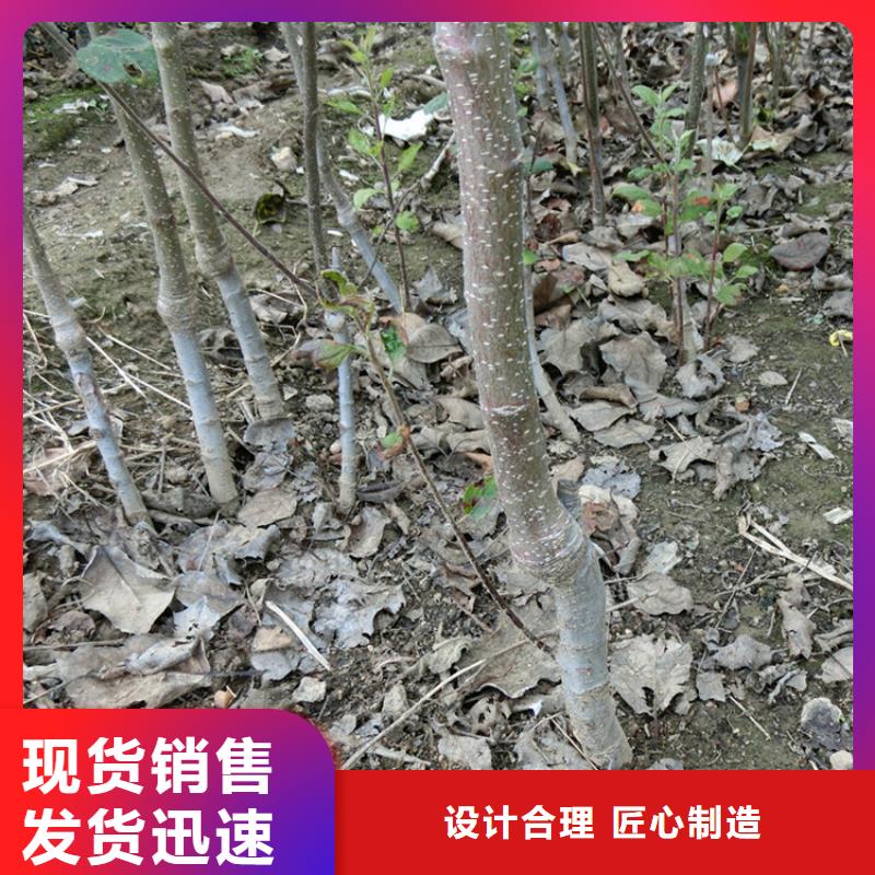 【苹果】-樱桃苗品类齐全-轩园园艺场(攀枝花市分公司)