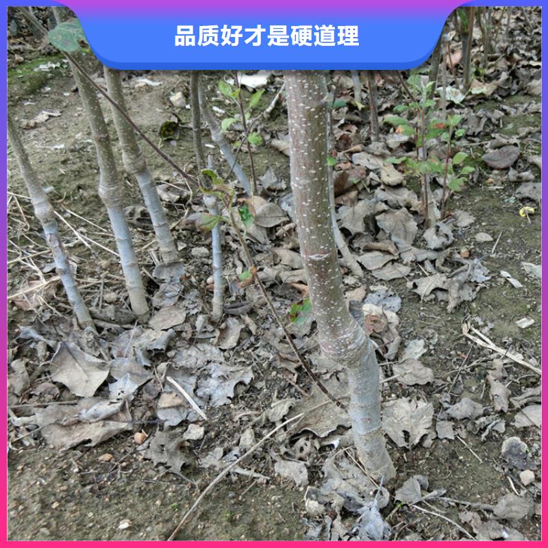 苹果_苹果苗拥有多家成功案例
