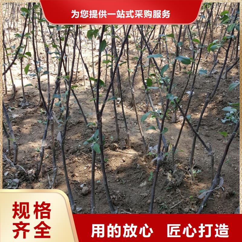 苹果_苹果苗拥有多家成功案例