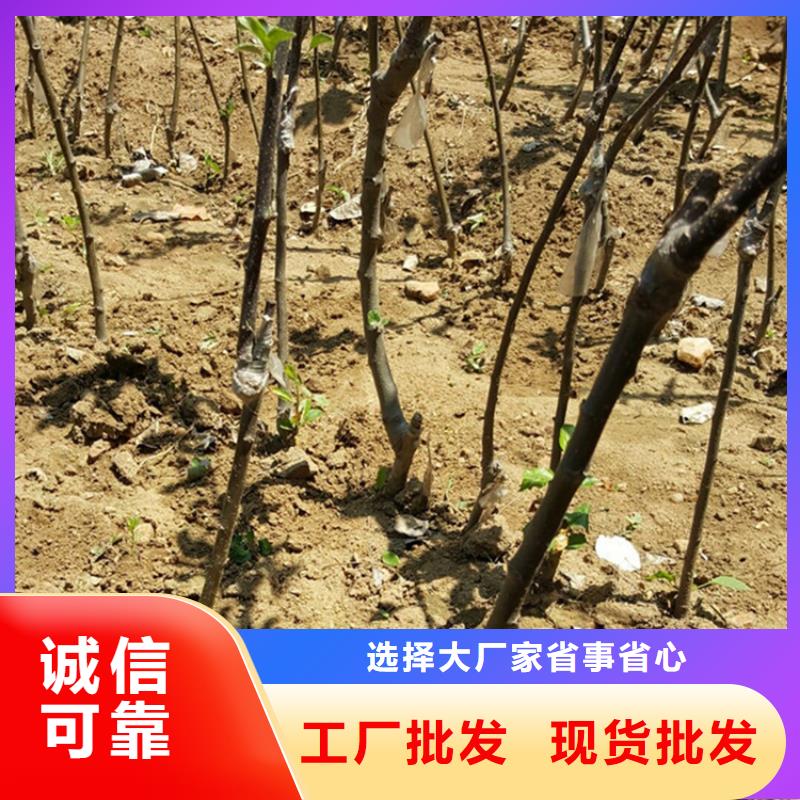 苹果_苹果苗拥有多家成功案例