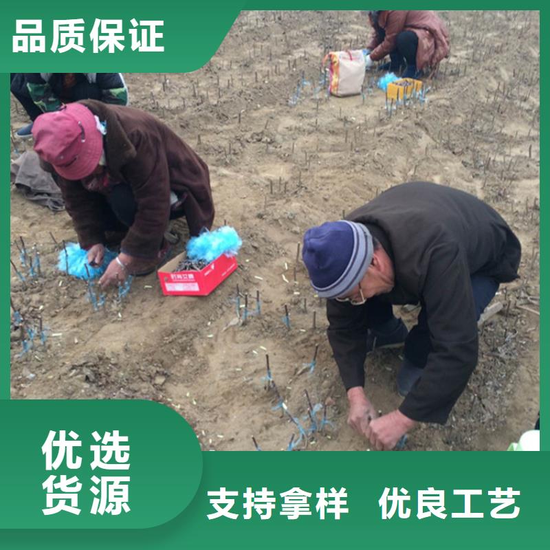 苹果_苹果苗拥有多家成功案例