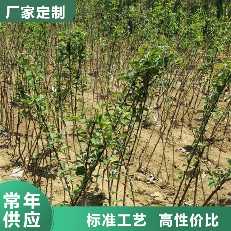 苹果_苹果苗拥有多家成功案例