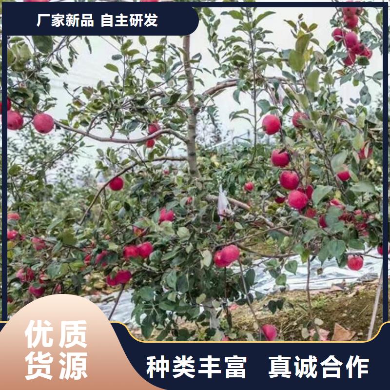 苹果_苹果苗拥有多家成功案例