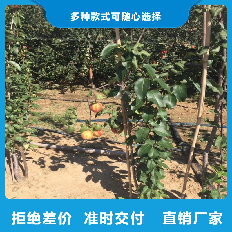 红梨树苗一亩地多少棵
