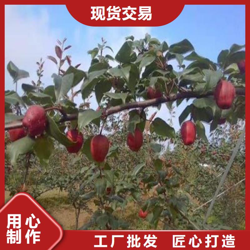 梨树-梨树苗厂家技术完善