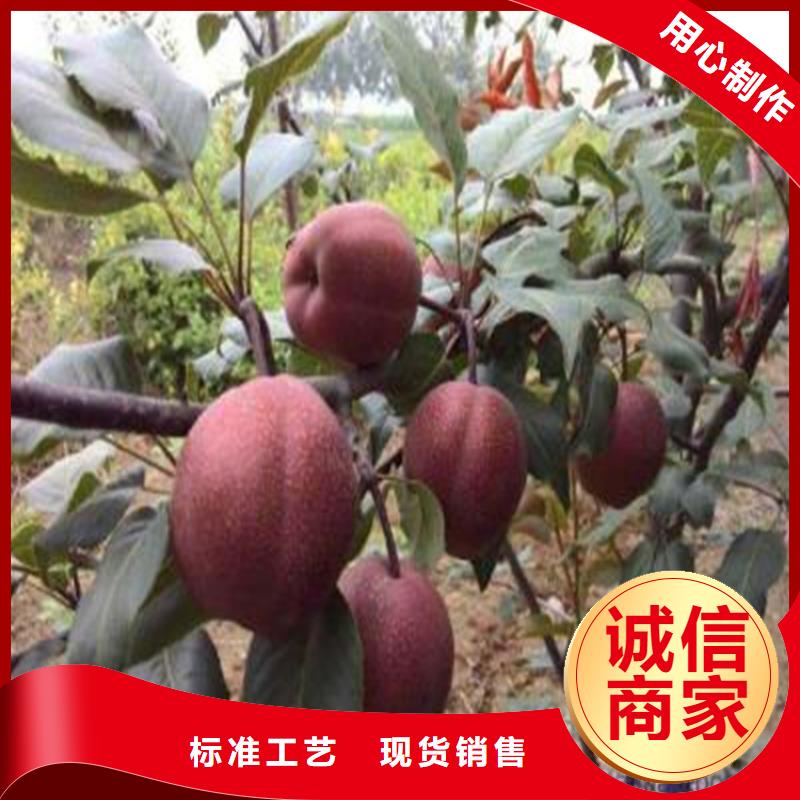 梨树_石榴树厂家直发