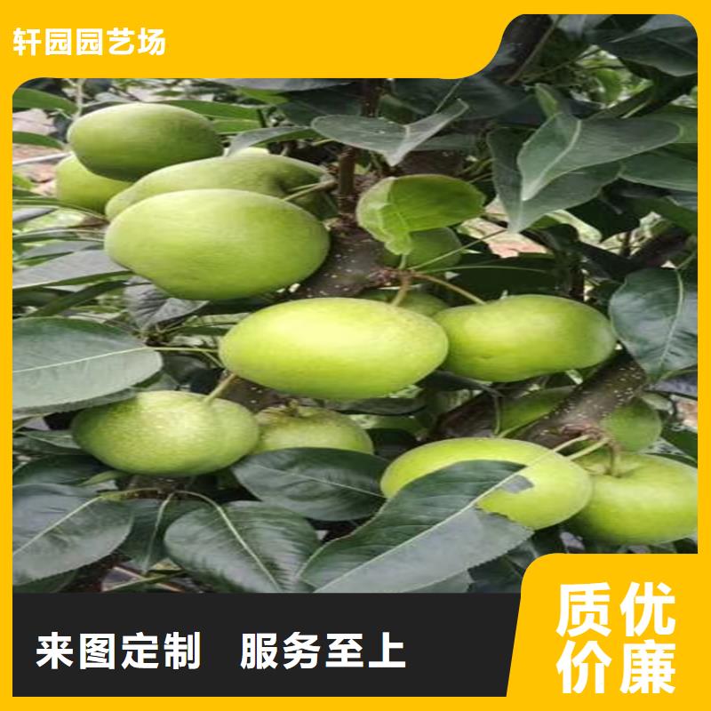 红梨树苗一亩地多少棵