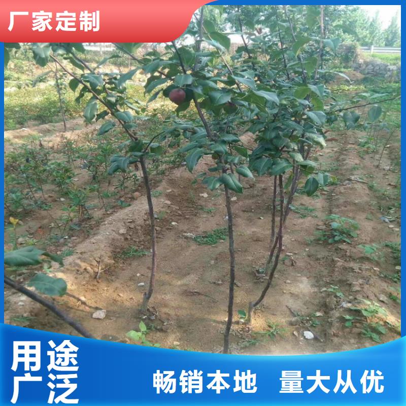 梨树,北美冬青定制批发