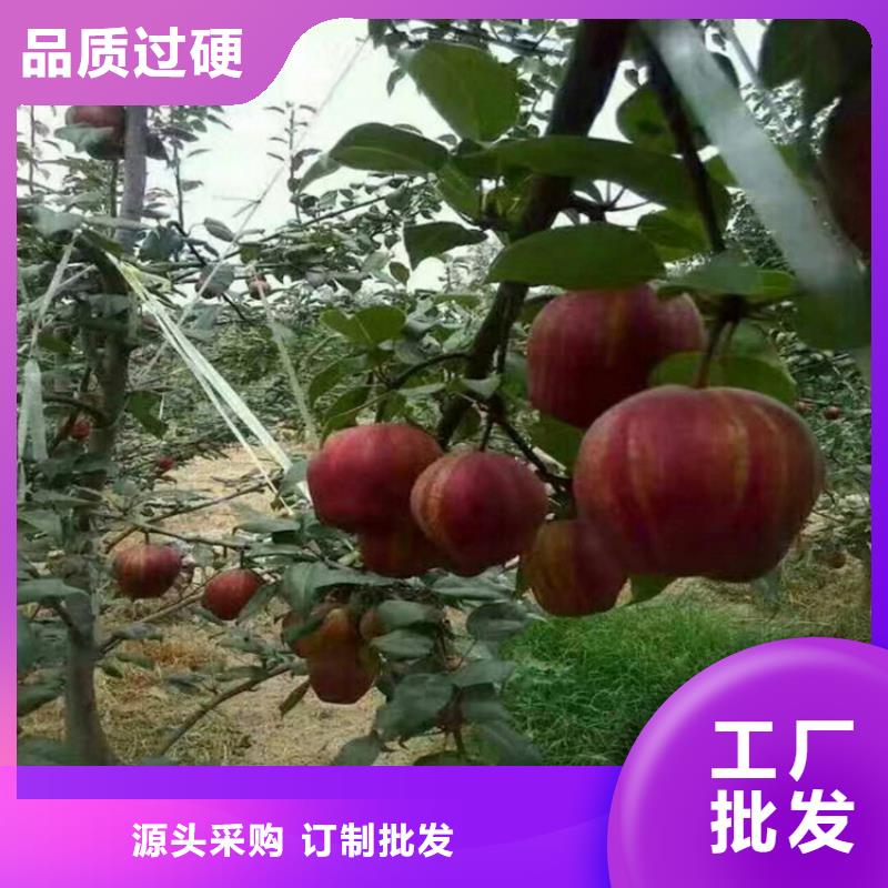 梨树无花果苗多年经验值得信赖
