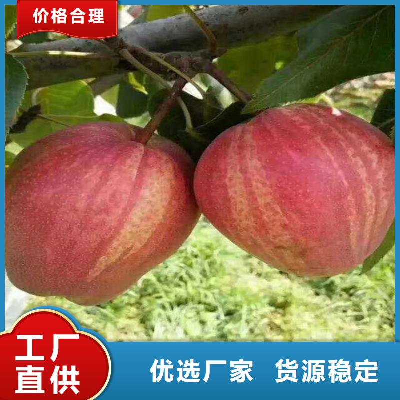 红梨树苗什么时间移栽
