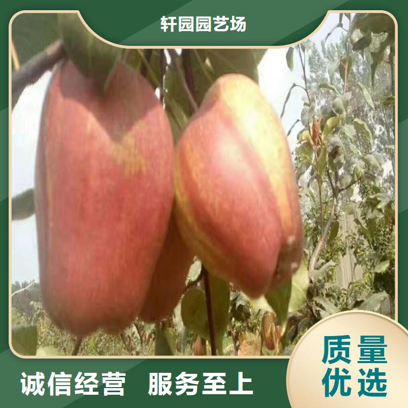 红梨树苗量大从优
