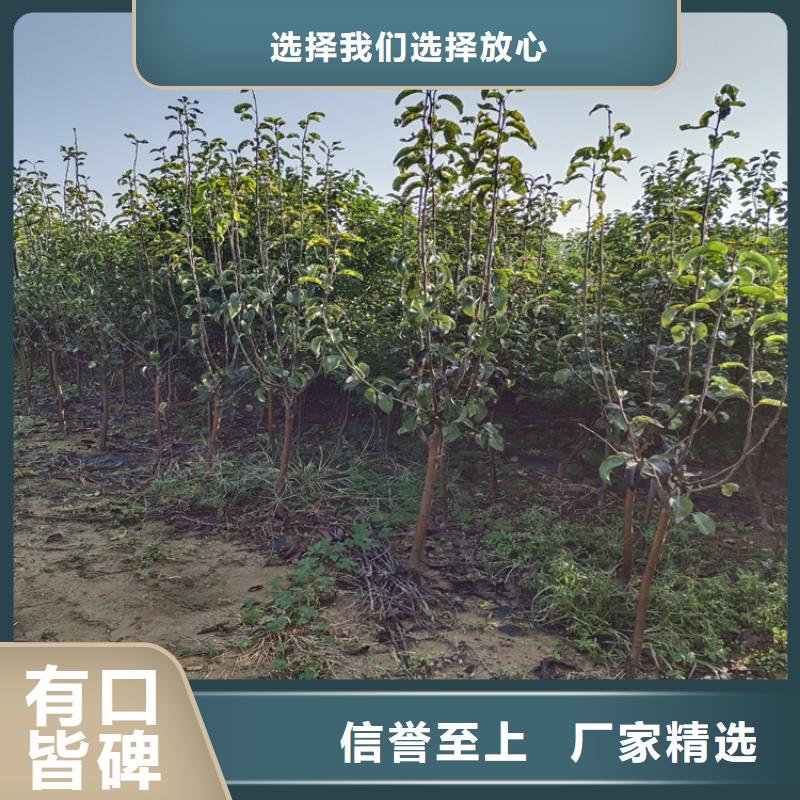 红梨树苗一亩地多少棵