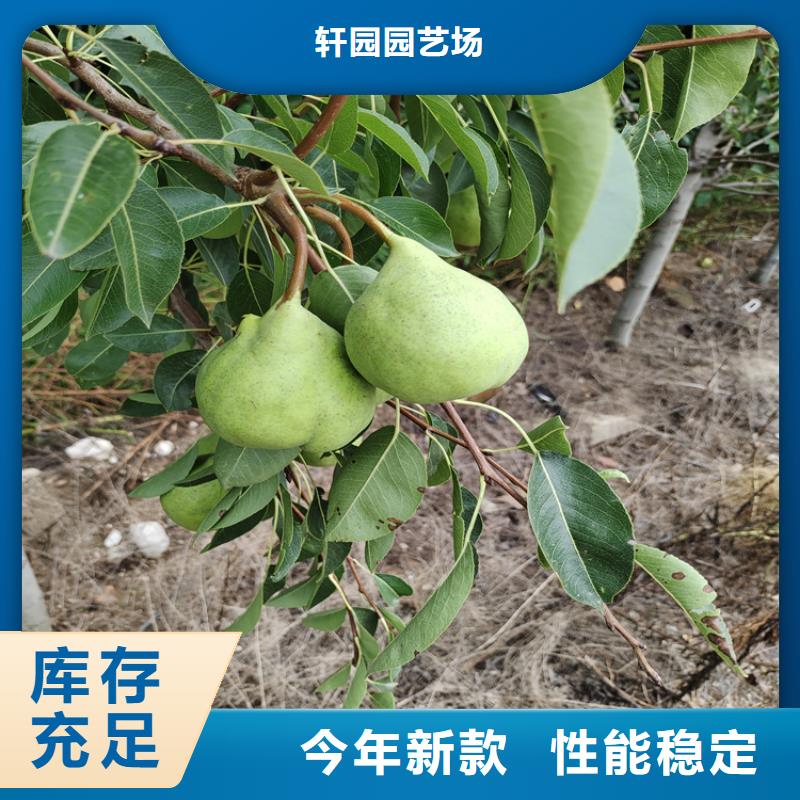 红梨树苗露天种植