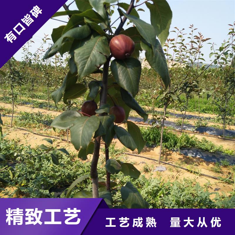 早酥红梨苗育苗基地