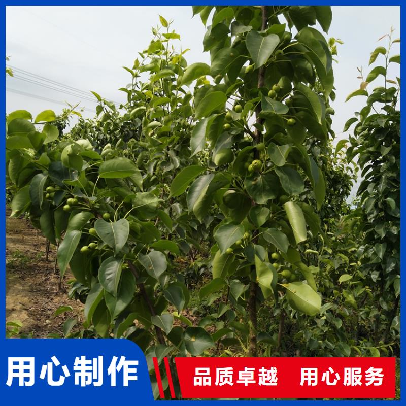 红梨树苗露天种植