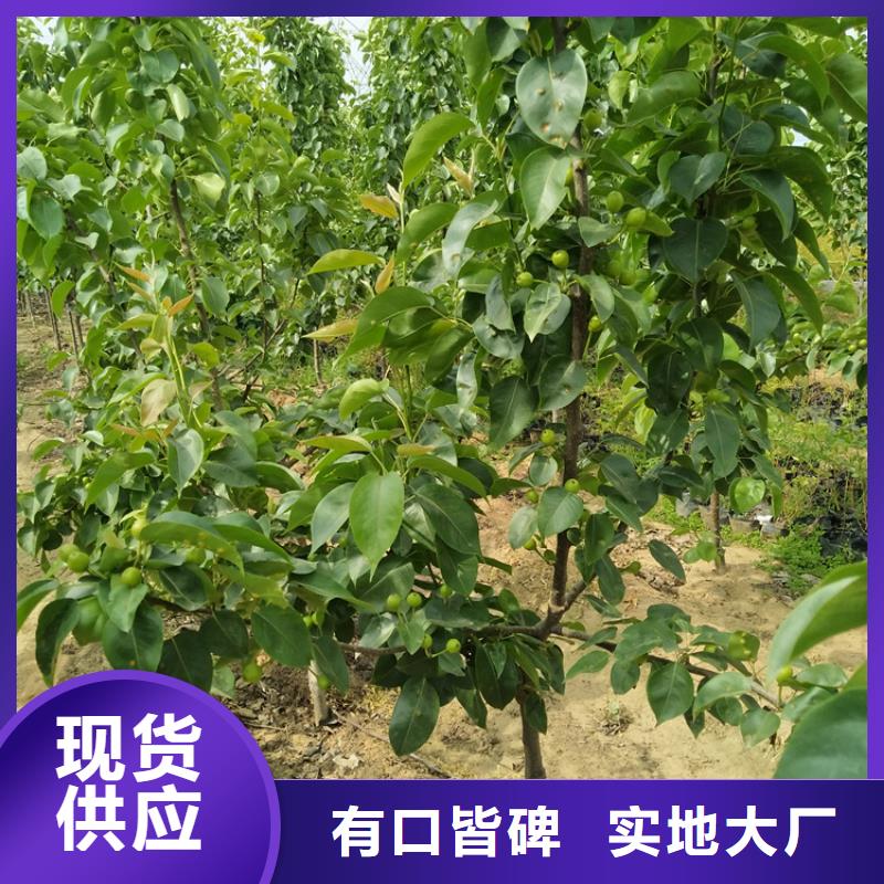 红梨树苗露天种植