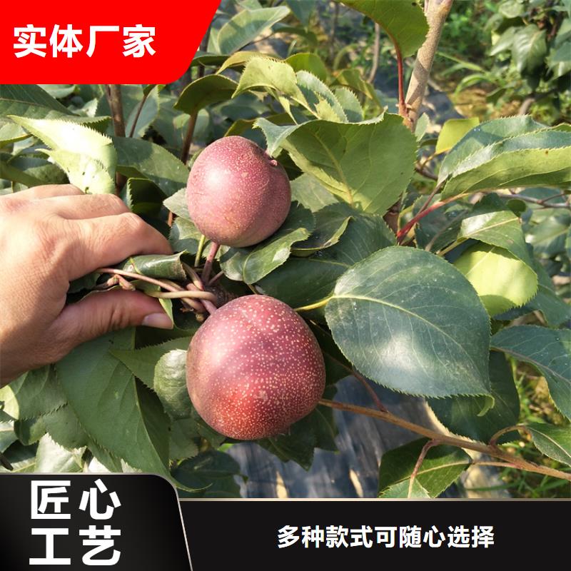 梨树,北美冬青定制批发