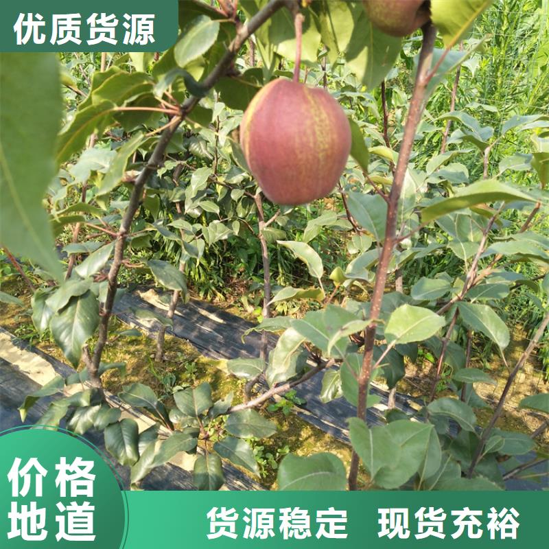 红梨树苗量大从优