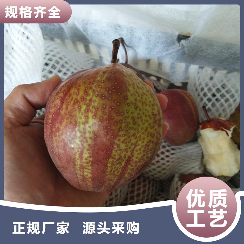 梨树无花果苗多年经验值得信赖