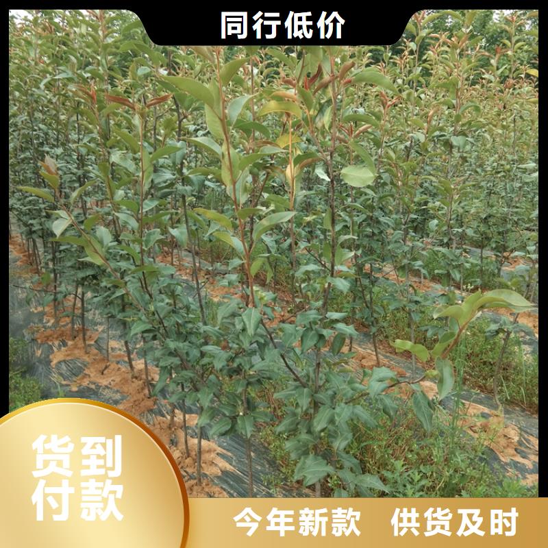 早酥红梨苗育苗基地