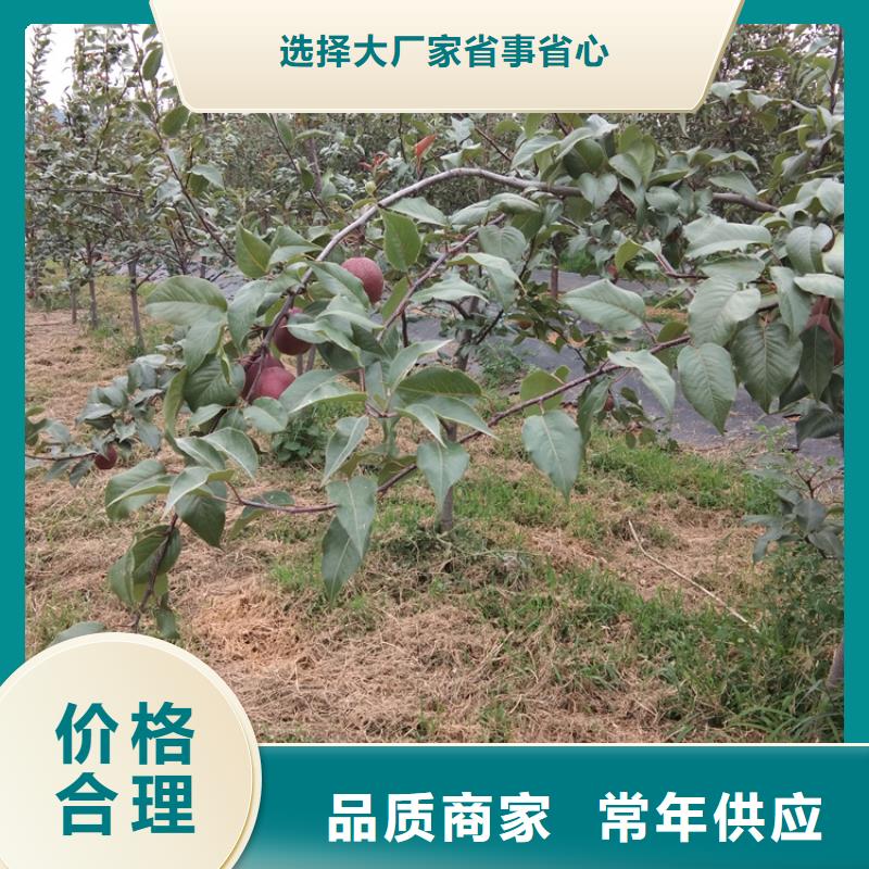 梨树_石榴树厂家直发