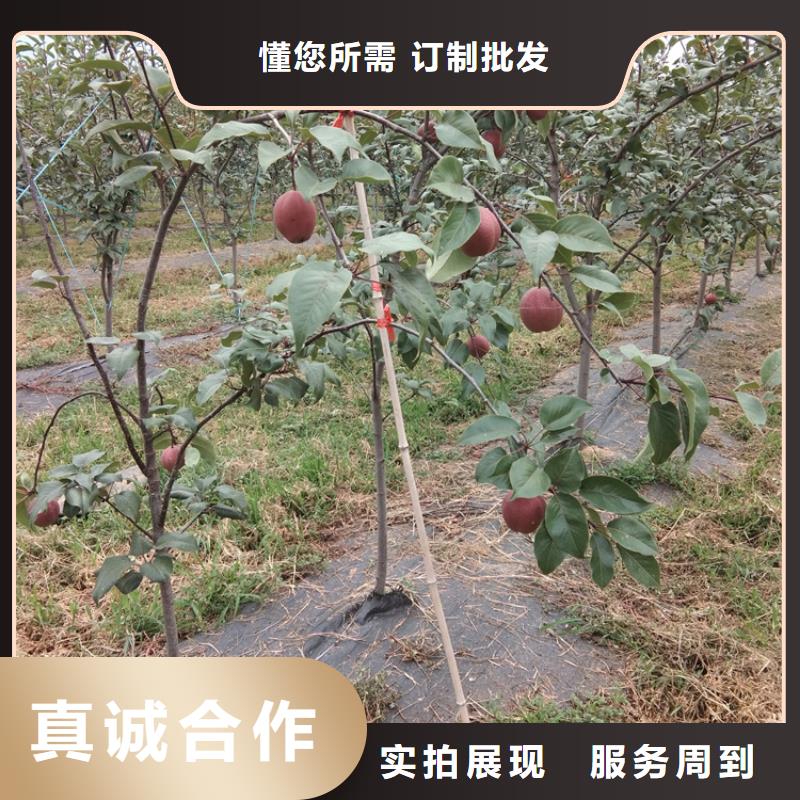 红梨树苗什么时间移栽