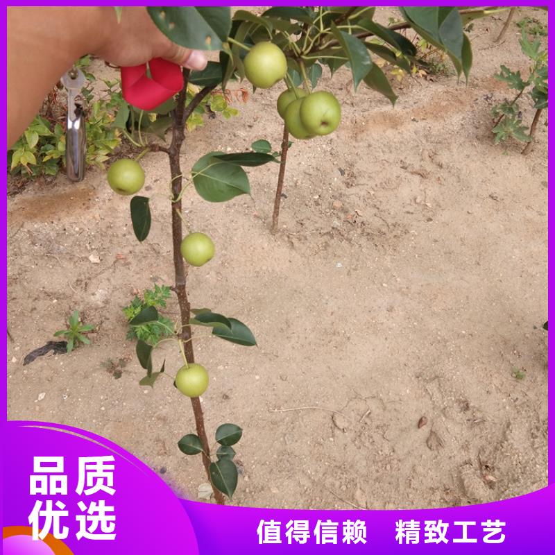 梨树-梨树苗厂家技术完善