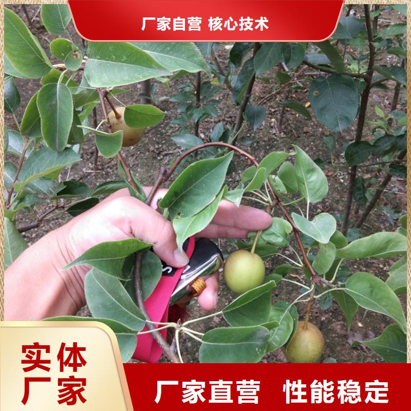 早酥红梨苗育苗基地