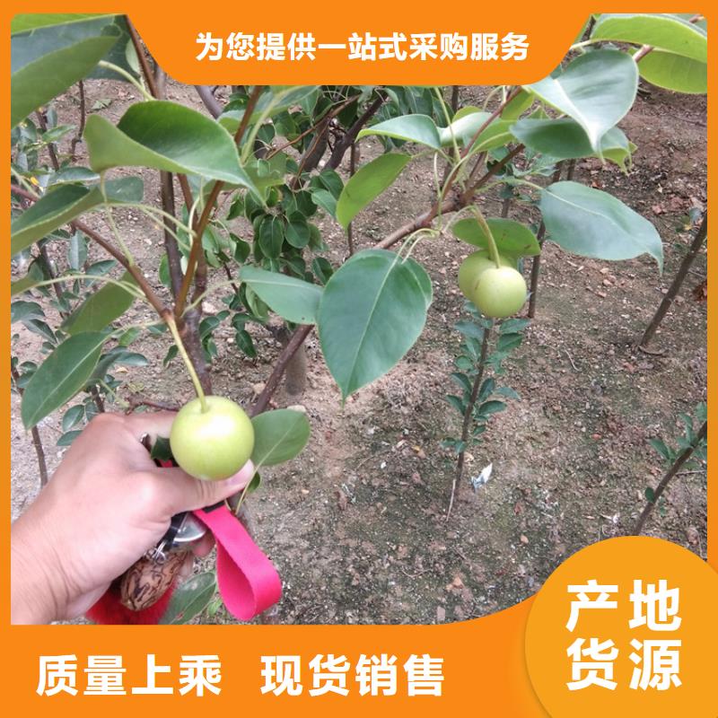 梨树_石榴树厂家直发