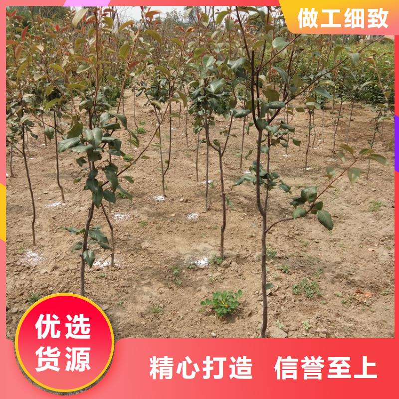红梨树苗量大从优
