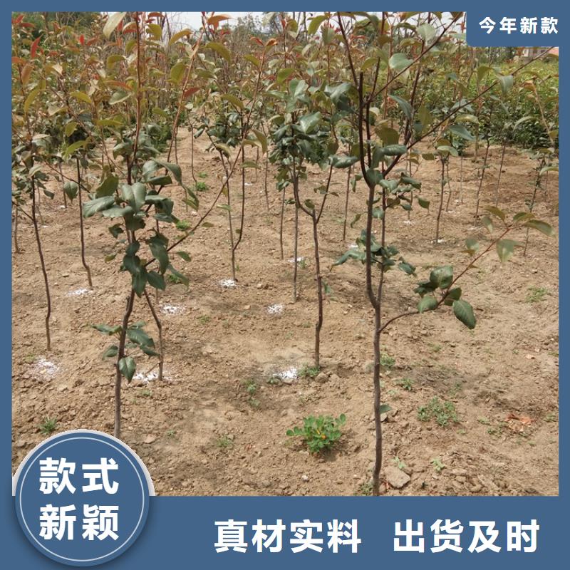 红梨树苗什么时间移栽