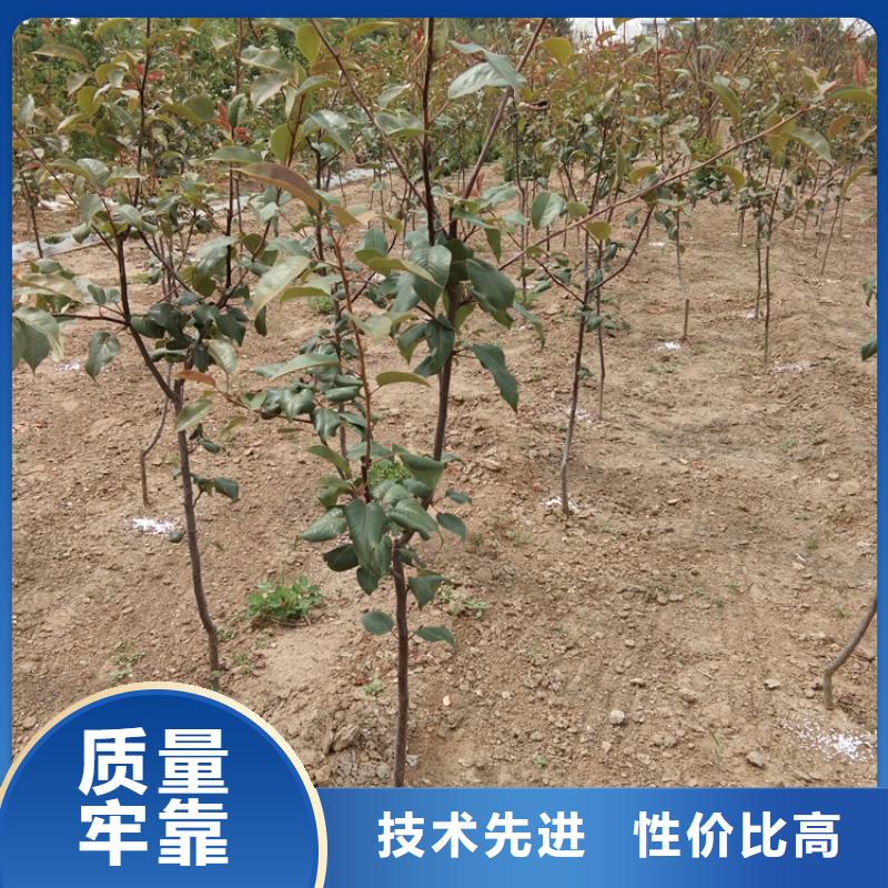 梨树,北美冬青定制批发