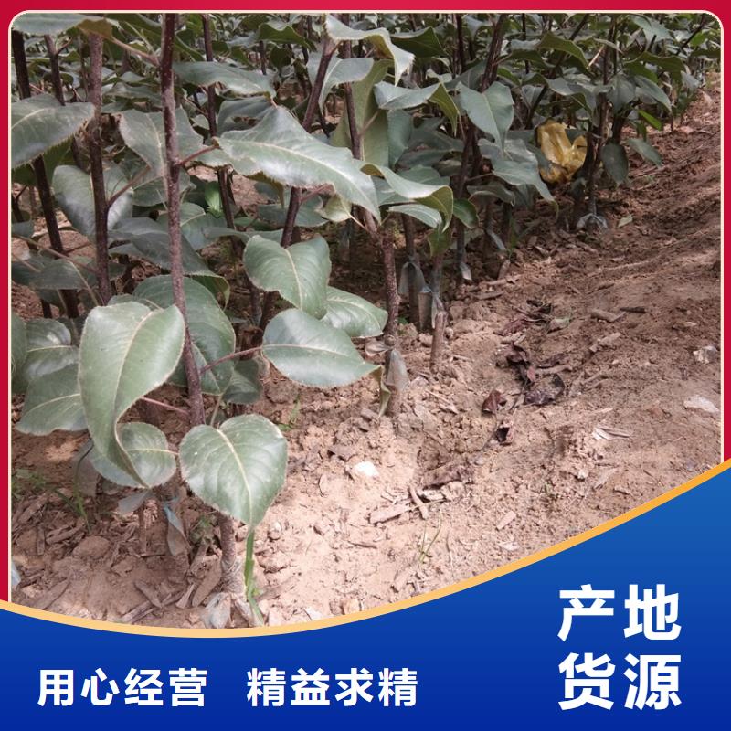 梨树-梨树苗厂家技术完善