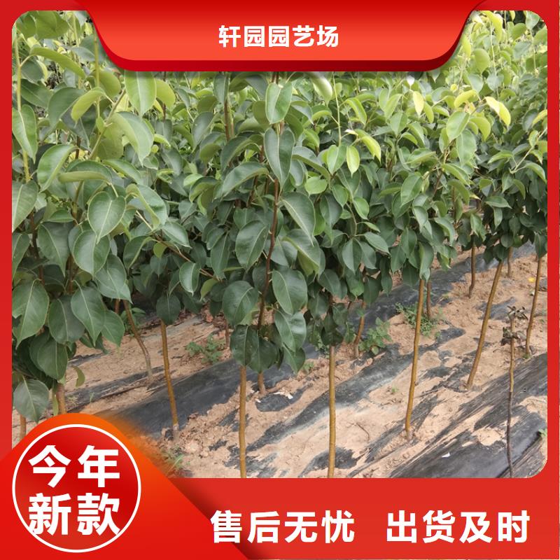 梨树,北美冬青定制批发