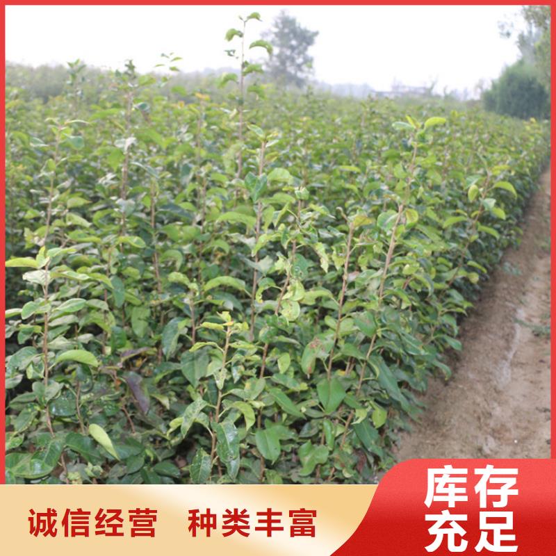 红梨树苗量大从优