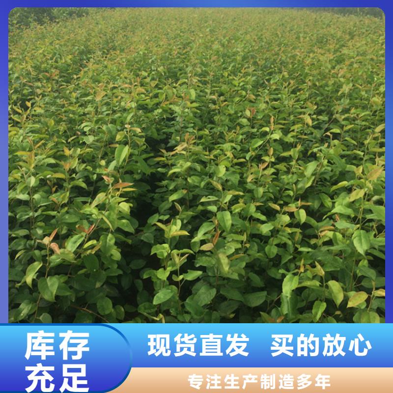 梨树无花果苗多年经验值得信赖