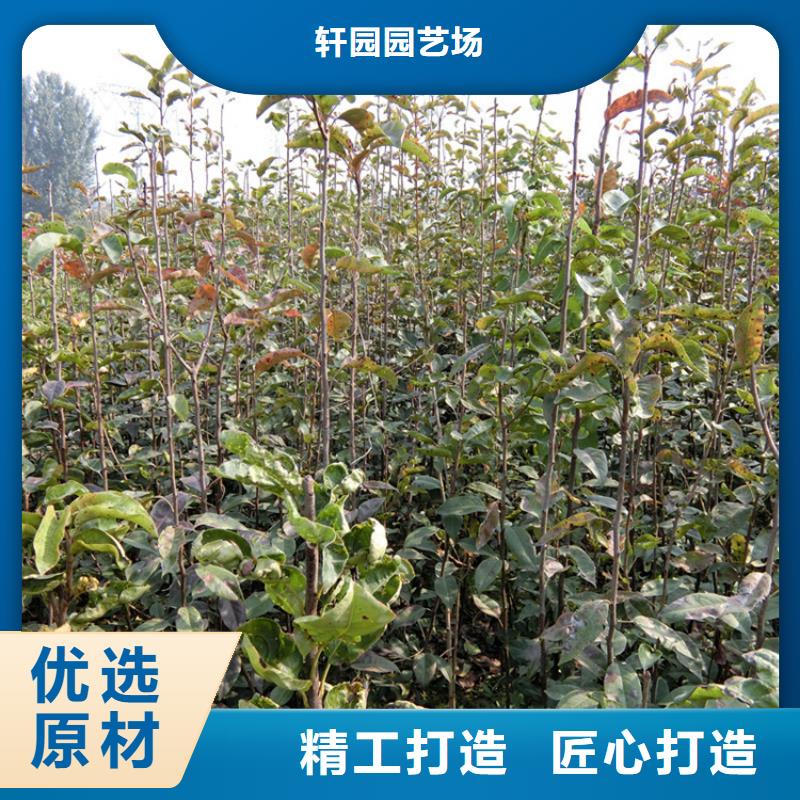 梨树-梨树苗厂家技术完善