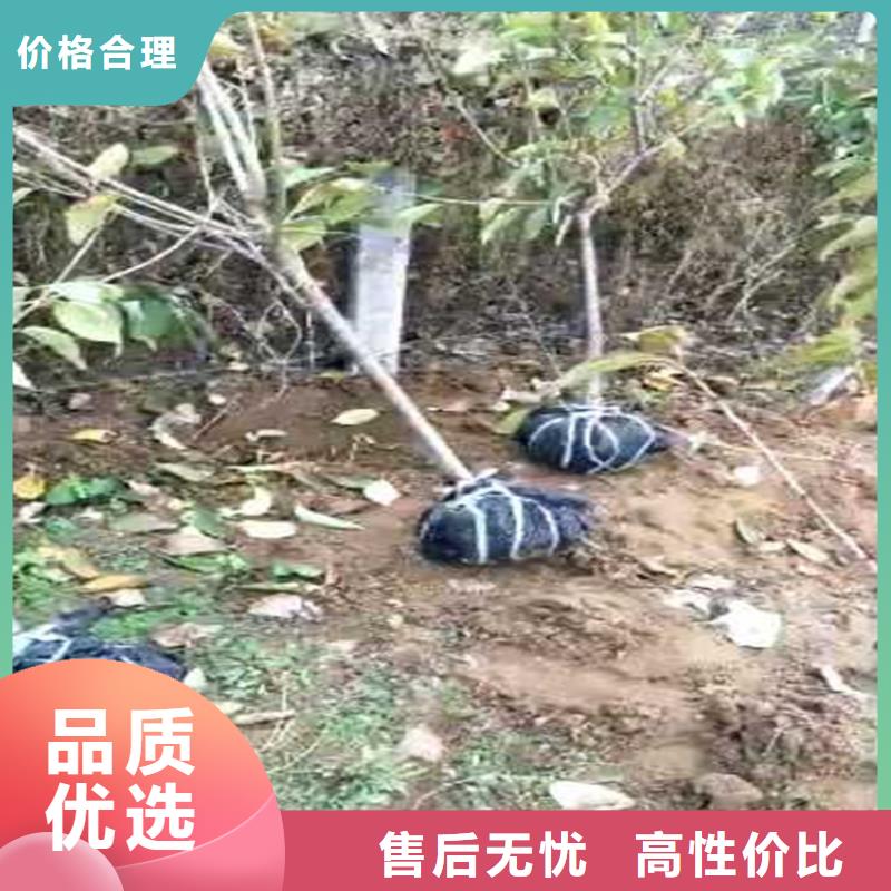 红梨树苗露天种植