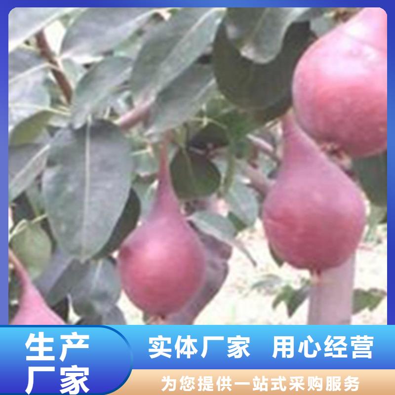 梨树,北美冬青定制批发