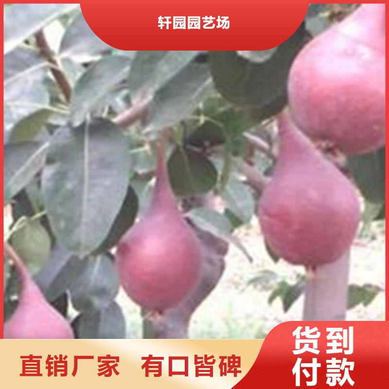 红梨树苗露天种植