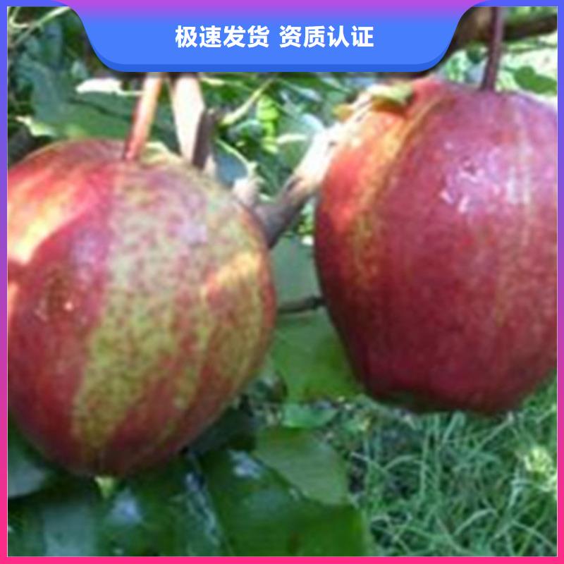 梨树,北美冬青定制批发