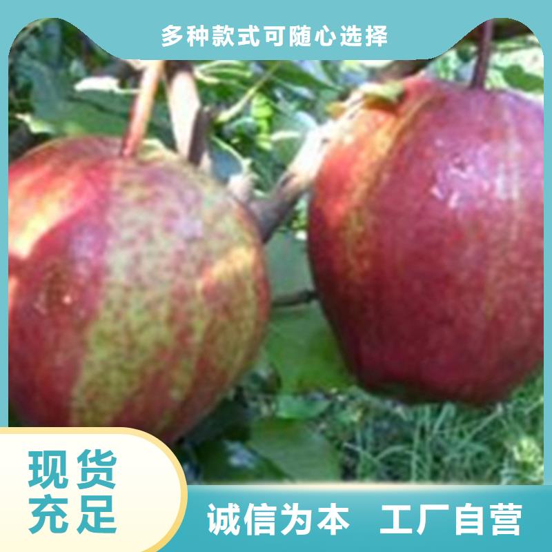 红梨树苗露天种植