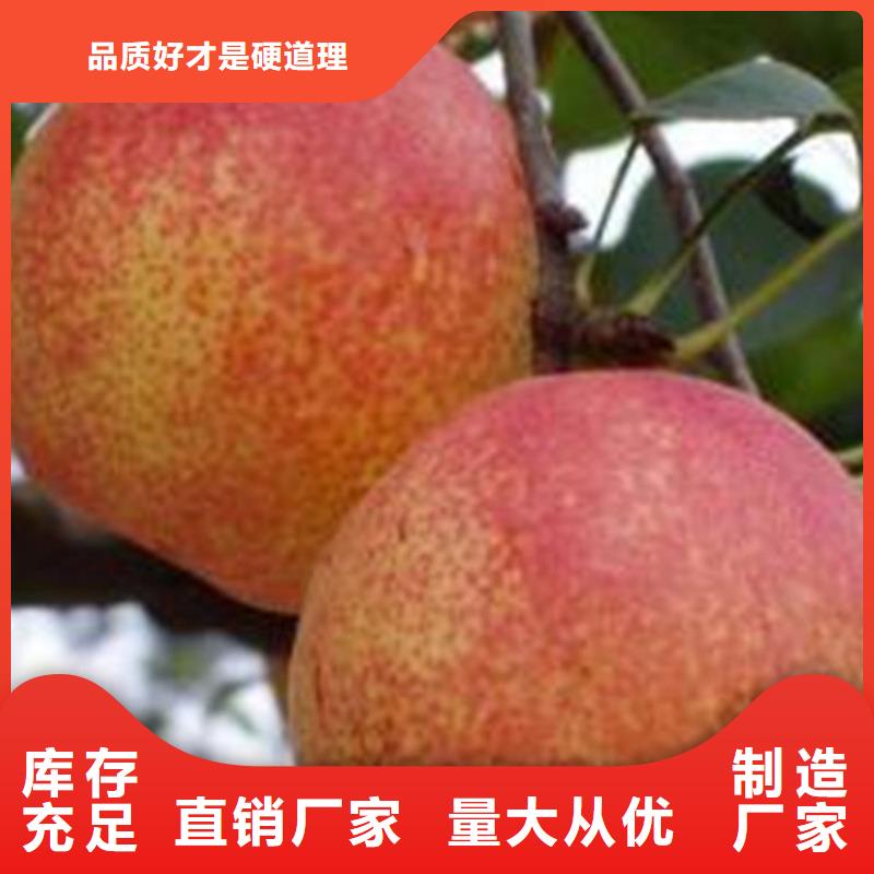 梨树_石榴树厂家直发