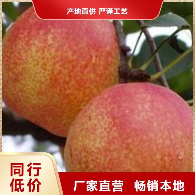 梨树无花果苗多年经验值得信赖