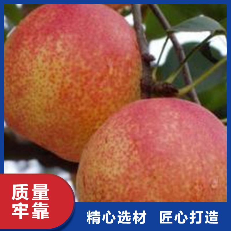 红梨树苗露天种植