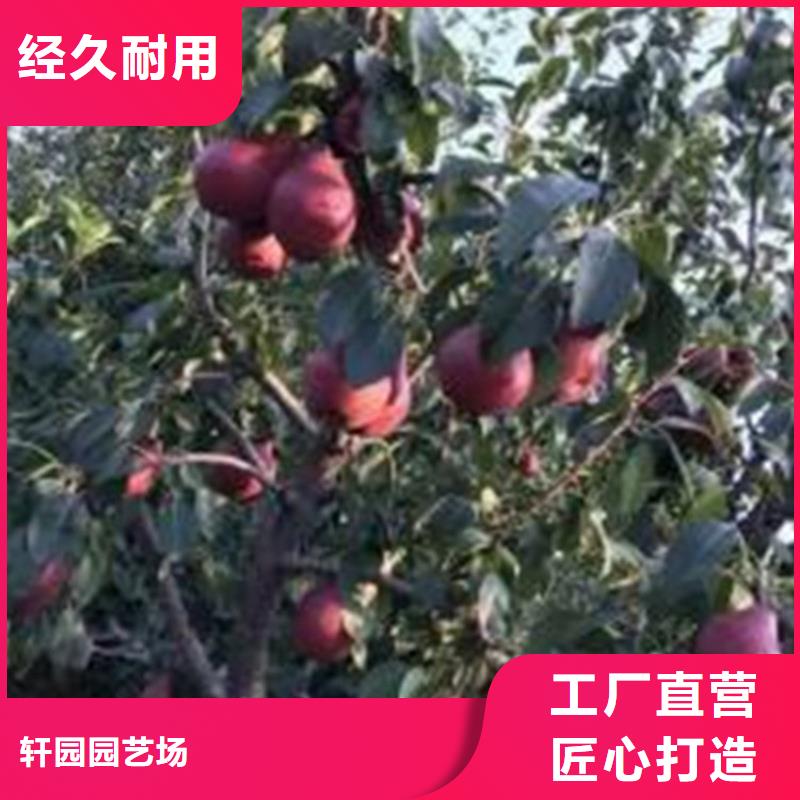 梨树无花果苗多年经验值得信赖