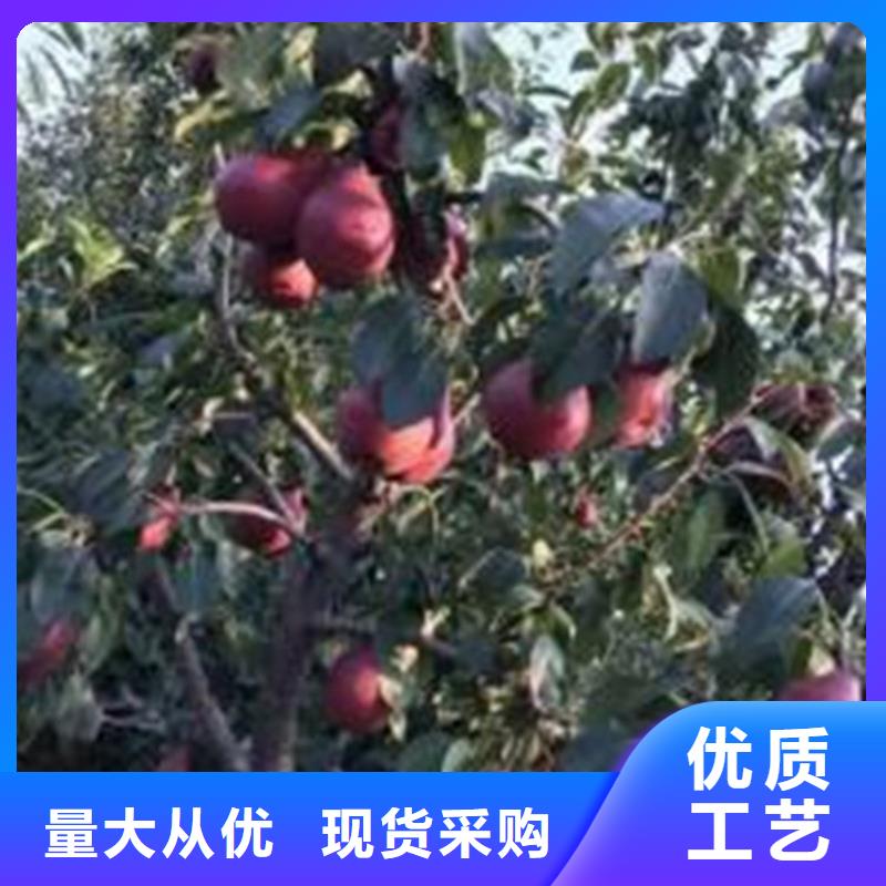 梨树_石榴树厂家直发